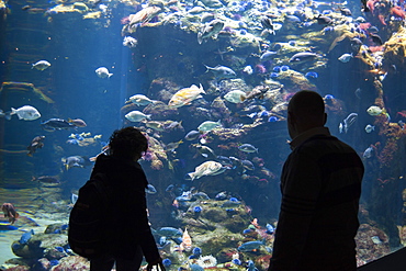 California Academy of Sciences, Golden Gate Park, San Francisco, California, United States of America, North America