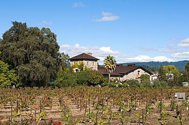 Napa Valley, California, United States of America, North America