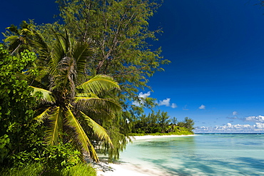 Denis Island, Seychelles, Indian Ocean, Africa