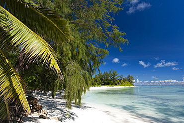 Denis Island, Seychelles, Indian Ocean, Africa