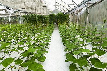 Hydroponics House, Fregate Island Resort, Seychelles, Africa