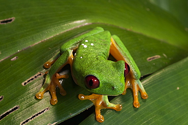 Red-eyed tree frog (Agalychnis callidryas), Manuel Antonio National Park, Costa Rica, Central America 