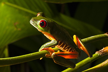 Red-eyed tree frog (Agalychnis callidryas), Manuel Antonio National Park, Costa Rica, Central America 