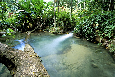 Tropical forest, Shaw Park, Ocho Rios, Jamaica, West Indies, Central America