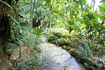 Tropical forest, Shaw Park, Ocho Rios, Jamaica, West Indies, Central America