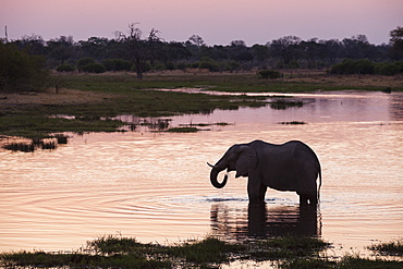 African elephant (Loxodonta africana), Khwai Concession, Okavango Delta, Botswana, Africa