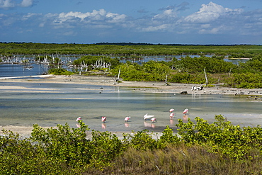 Roseate spoonbills (Platalea ajaja), Lagoon, Punta Sur Eco Park, Cozumel Island, Quintana Roo, Mexico, North America