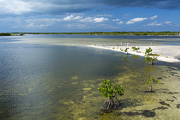 Roseate spoonbills (Platalea ajaja), Lagoon, Punta Sur Eco Park, Cozumel Island, Quintana Roo, Mexico, North America