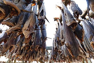 Cod fish drying, Hamnoy, Lofoten Islands, Arctic, Norway, Scandinavia, Europe