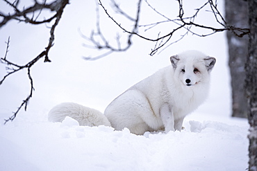 Arctic fox (Vulpes lagopus), Polar Park, Troms, Norway, Scandinavia, Europe