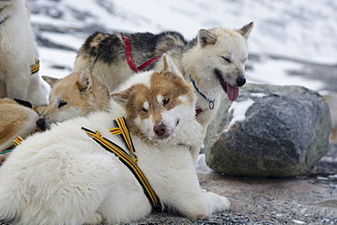 Dog sledge, Greenland, Denmark, Polar Regions