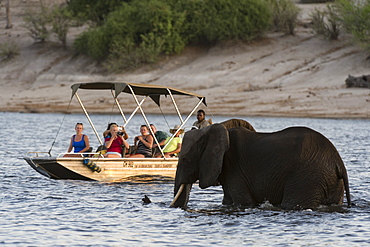 Tourist watching an African elephant (Loxodonta africana), crossing the river Chobe, Chobe National Park, Botswana, Africa