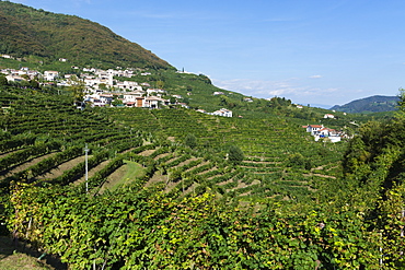 Santo Stefano di Valdobbiadene, Valdobbiadene, Veneto, Italy, Europe