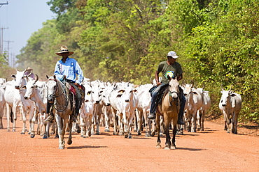 Cattle herd, Pantanal, Mato Grosso, Brazil, South America