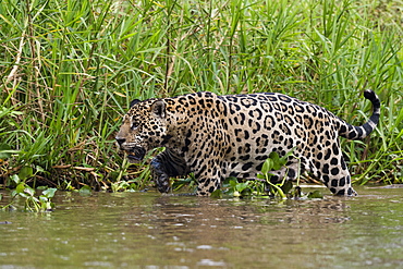 A jaguar (Panthera onca) walking along Cuiaba River bank, Pantanal, Mato Grosso, Brazil, South America