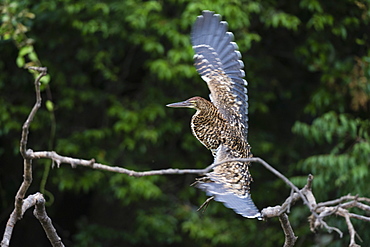 Juvenile Refuscent tiger-heron (Tigrisoma lineatum), Pantanal, Mato Grosso, Brazil, South America