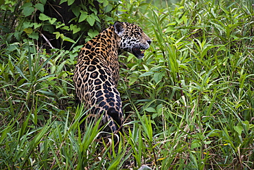 A jaguar (Panthera onca) moving through the grass, Cuiaba River, Pantanal, Mato Grosso, Brazil, South America