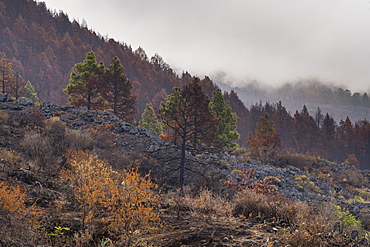 Burned Canary pine trees, La Palma Island, Canary Islands, Spain, Europe