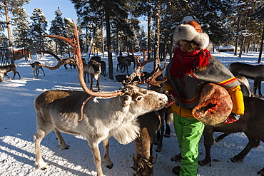 A young Sami woman feeding reindeers, Nutti Sami village, Jukkasjarvi, Sweden, Scandinavia, Europe