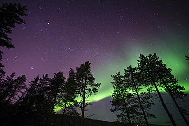 Northern lights (aurora borealis) over Lapland forest, Jukkasjarvi, Sweden, Scandinavia, Europe