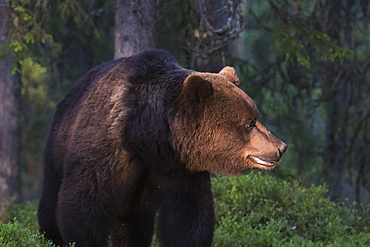 The light filtering through the leaves illuminates a European brown bear (Ursus arctos), Kuhmo, Finland, Europe