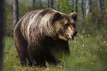 Portrait of a European brown bear (Ursus arctos), Kuhmo, Finland, Europe