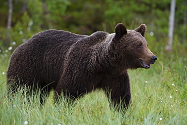 Portrait of a European brown bear (Ursus arctos), Kuhmo, Finland, Europe