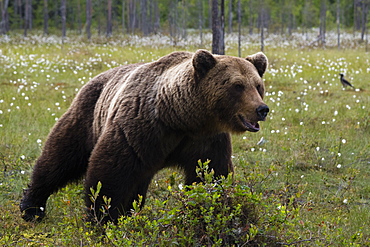 Portrait of a European brown bear (Ursus arctos), Kuhmo, Finland, Europe