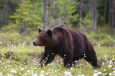 A European brown bear (Ursus arctos) walking in a meadow of blooming cotton grass, Kuhmo, Finland, Europe