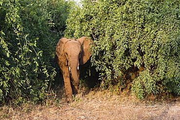 An African elephant (Loxodonta Africana), emerges from the bush, Samburu, Kenya, East Africa, Africa