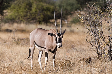 Beisa oryx (Oryx gazella beisa), Kalama Conservancy, Samburu, Kenya, East Africa, Africa