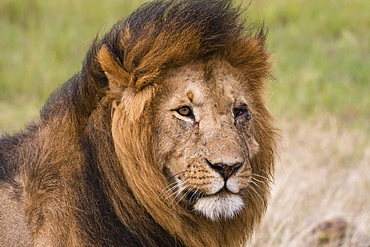 Portrait of a male lion (Panthera leo), Masai Mara, Kenya, East Africa, Africa