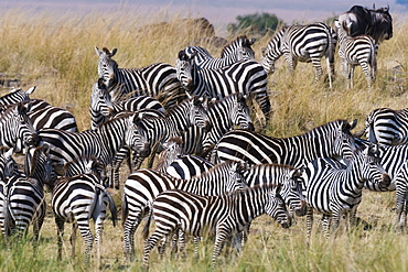 Grant's zebras (Equus quagga boehmi) on the Mara River bank, Masai Mara, Kenya, East Africa, Africa