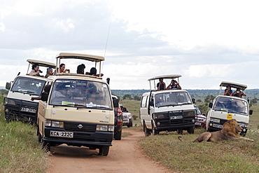 Tourists on minibus taking pictures of a lion (Panthera leo) at close distance with mobile phones, Tsavo, Kenya, East Africa, Africa