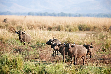 African buffalos, Mana Pools National Park, Zimbabwe, Africa