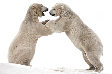 Polar bear (Ursus maritimus) males playfighting, captive, Highland Wildlife Park, Kingussie, Scotland, United Kingdom, Europe