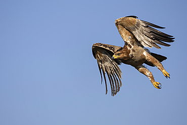 Tawny eagle (Aquila rapax) in flight, Zimanga private game reserve, KwaZulu-Natal, South Africa, Africa