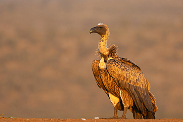 White-backed vulture (Gyps africanus), Zimanga private game reserve, KwaZulu-Natal, South Africa, Africa