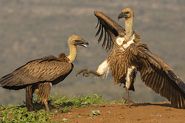 White-backed vultures (Gyps africanus) fighting, Zimanga private game reserve, KwaZulu-Natal, South Africa, Africa