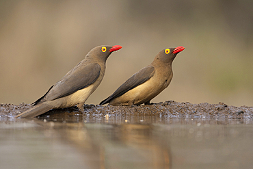 Red-billed oxpeckers (Buphagus erythrorynchus), Zimanga game reserve, South Africa