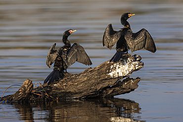 Reed cormorants (Microcarbo africanus) drying wings, Chobe National Park, Botswana, Africa