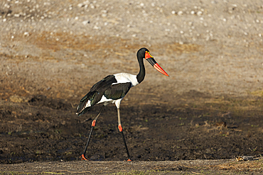 Saddle-billed stork (Ephippiorhynchus senegalensis) female, Chobe National Park, Botswana, Africa