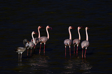 Lesser flamingos (Phoeniconaias minor), Amboseli National Park, Kenya, East Africa, Africa