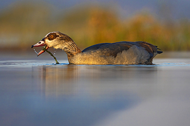 Egyptian goose (Alopochen aegyptiaca), Zimanga game reserve, South Africa