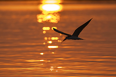 African skimmer (Rynchops flavirostris) at sunset, Chobe National Park, Botswana, Africa