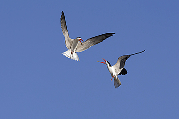 African skimmers (Rynchops flavirostris) displaying, Chobe National Park, Botswana, Africa