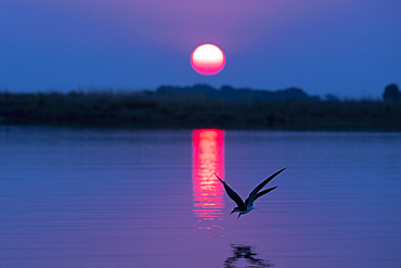 African skimmers (Rynchops flavirostris) at sunset, Chobe National Park, Botswana, Africa