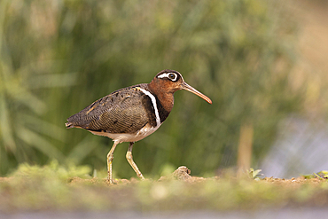 Greater painted-snipe (Rostratula benghalensis), Zimanga game reserve, South Africa, Africa