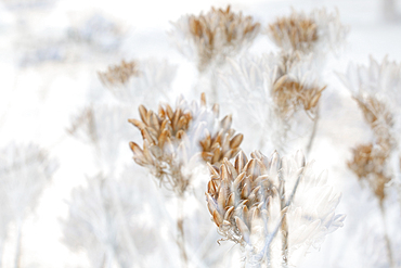 Dried aloe seedheads, South Africa, Africa