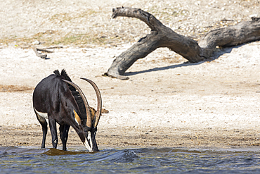 Sable (Hippotragus niger) drinking, Chobe National Park, Botswana, Africa